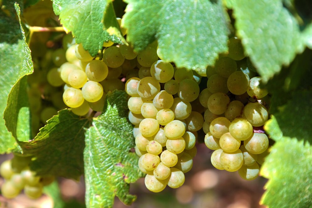 bunch-green-grapes-vineyard_1147-76